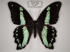 Papilio sosia pulchra