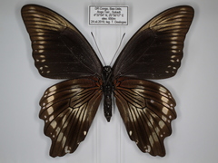 Papilio sosia pulchra