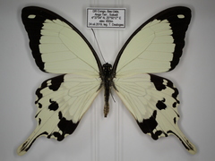 Papilio dardanus dardanus
