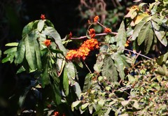 Saraca asoca