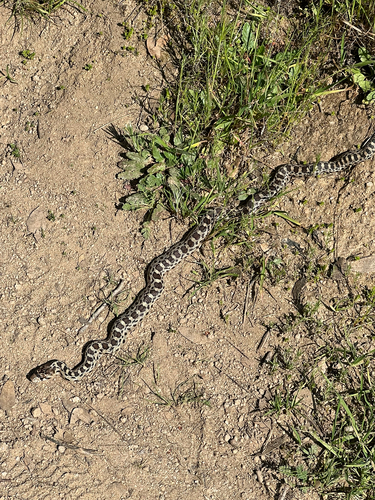 Gopher Snake