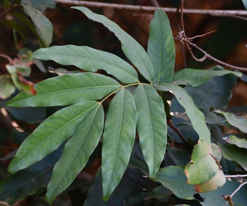 Saraca asoca