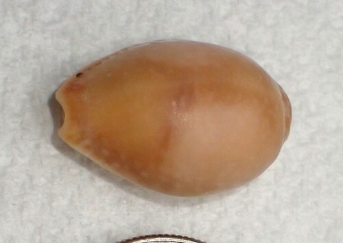 Cypraea semiplota observed 2026-02-08