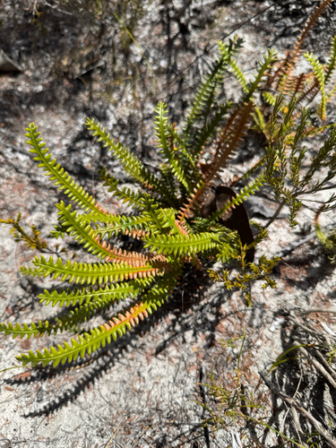Shining Honeypot (Banksia obtusa)