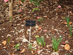 Paeonia × suffruticosa