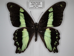 Papilio sosia pulchra