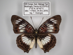 Junonia sophia sophia
