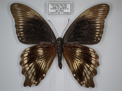 Papilio sosia pulchra
