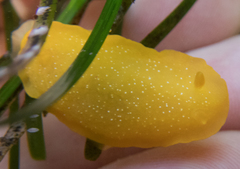 Doriopsilla albopunctata