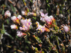 Lachnaea montana
