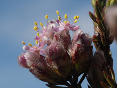 Lachnaea montana