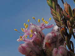 Lachnaea montana
