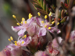 Lachnaea montana