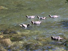 Hymenolaimus malacorhynchos