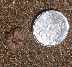 Siphonaria australis