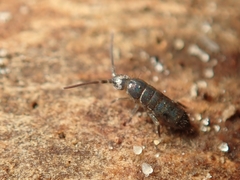 Tomocerus minor