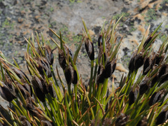 Ficinia ixioides glabra