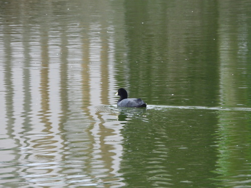 Andean Coot (Fulica ardesiaca)