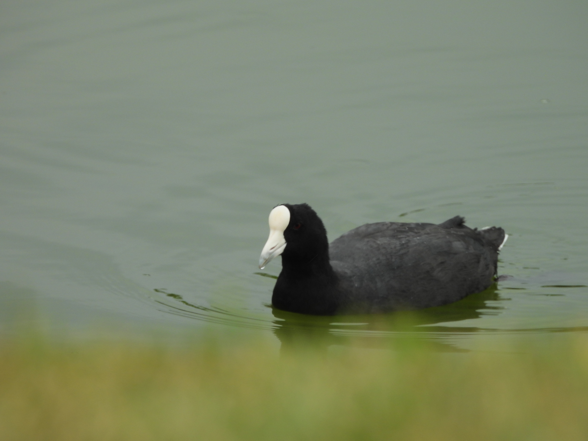 Andean Coot (Fulica ardesiaca), photo 2