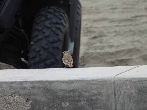 Coastal Miner (Geositta peruviana), photo 2