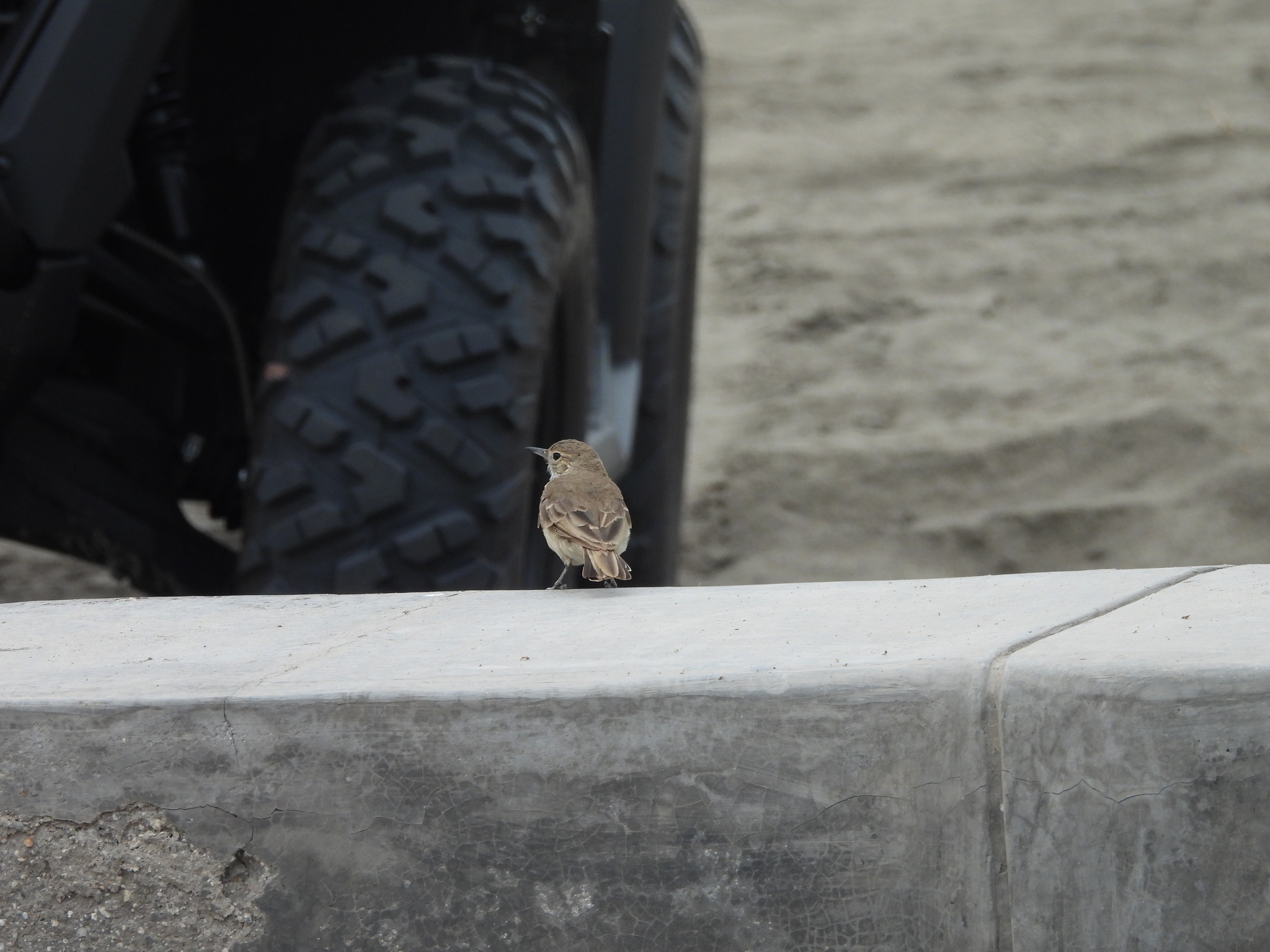 Coastal Miner (Geositta peruviana), photo 2