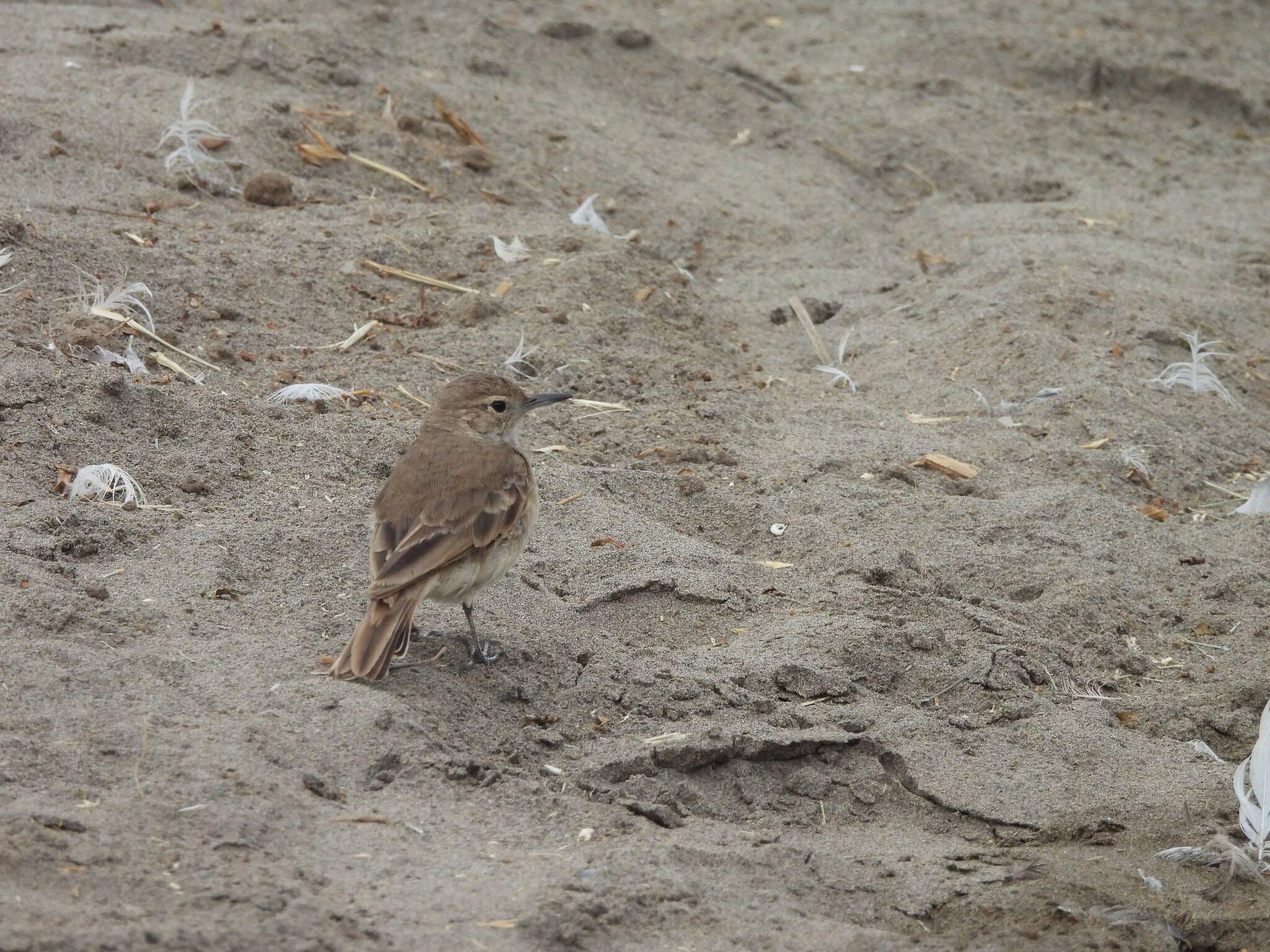 Coastal Miner (Geositta peruviana), photo 1