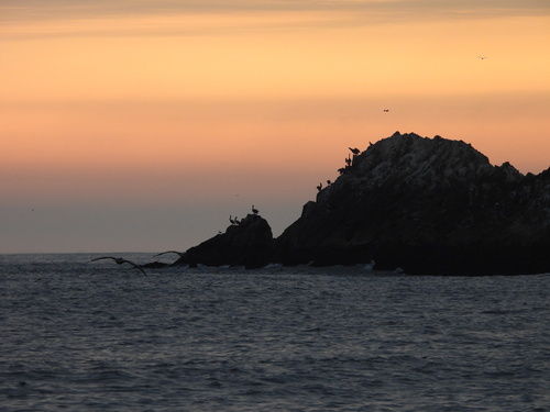 Peruvian Pelican (Pelecanus thagus), photo 5