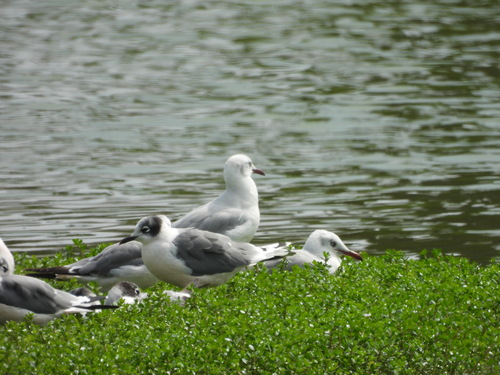 Grey-headed Gull (Chroicocephalus cirrocephalus), photo 5