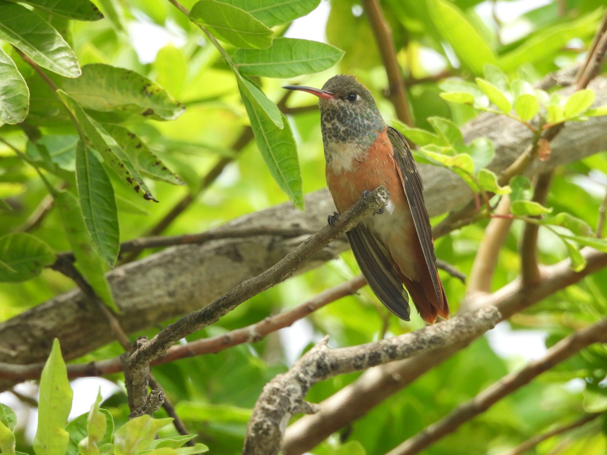 Amazilia Hummingbird (Amazilis amazilia), photo 1