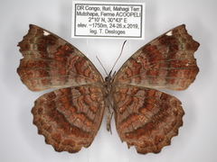 Ariadne pagenstecheri