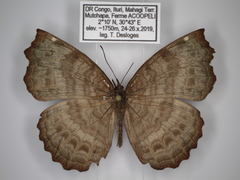 Ariadne pagenstecheri