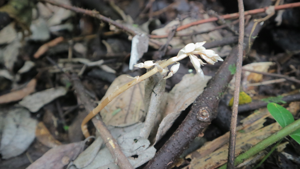 Anggrek Hantu (Epipogium roseum)