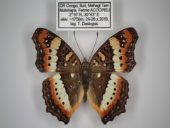 Precis ceryne ceryne