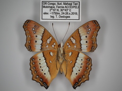 Precis ceryne ceryne