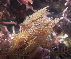 Abietinaria