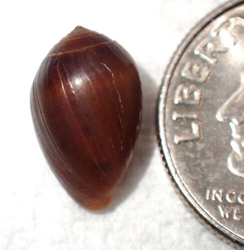 Melampus castaneus observed 2026-02-08