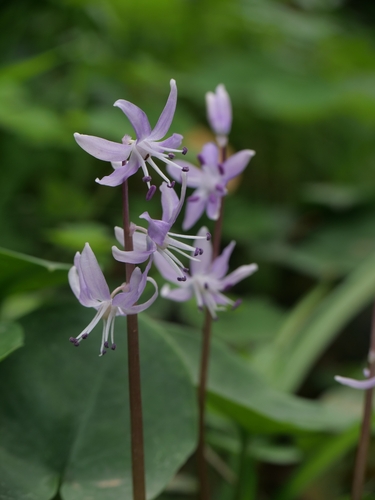 Morris squill (Scilla morrisii)