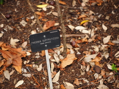 Paeonia × suffruticosa