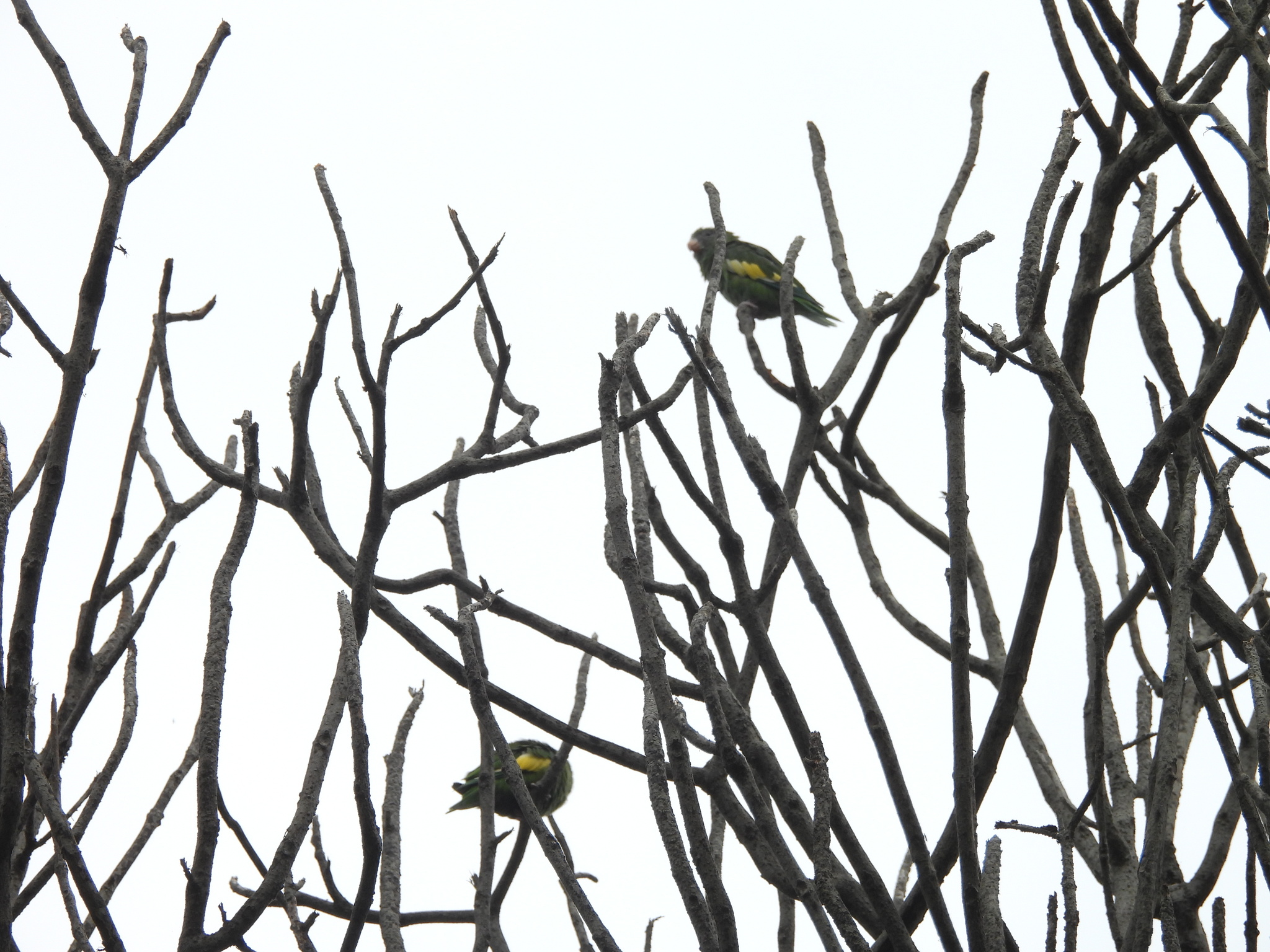 White-winged Parakeet (Brotogeris versicolurus), photo 3