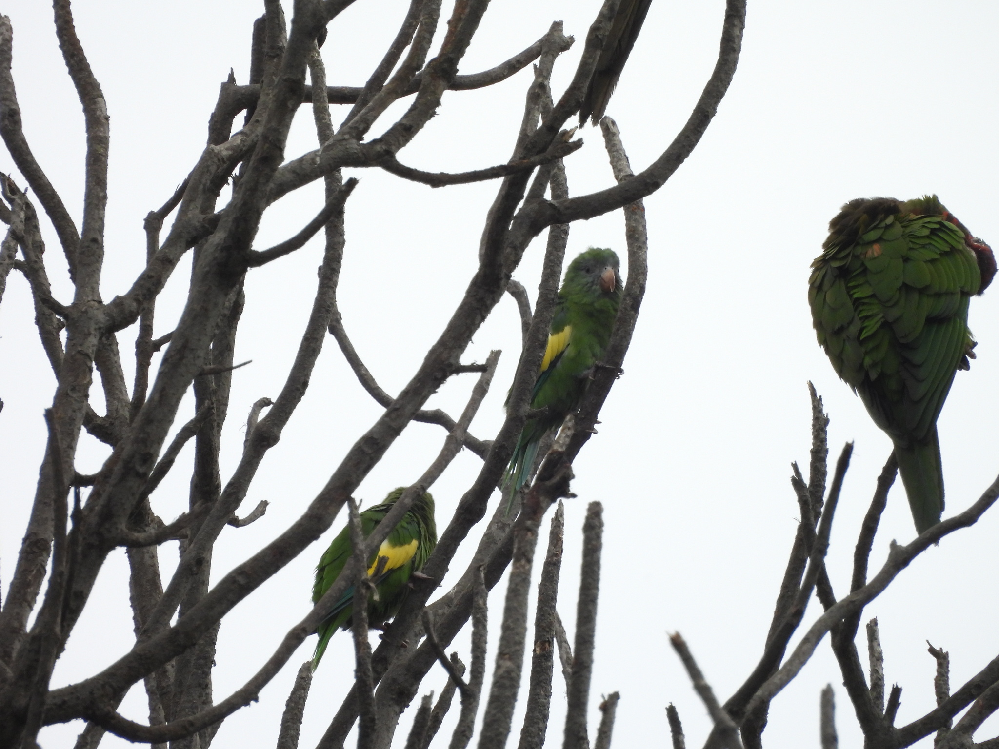 White-winged Parakeet (Brotogeris versicolurus), photo 2