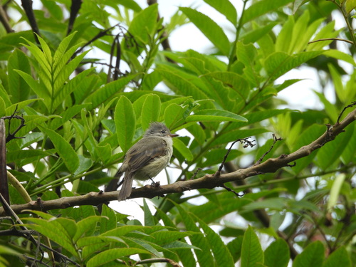 Southern Beardless Tyrannulet (Camptostoma obsoletum), photo 6