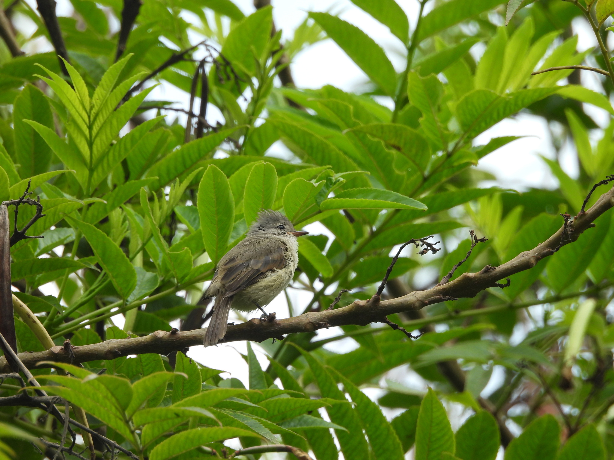 Southern Beardless Tyrannulet (Camptostoma obsoletum), photo 5