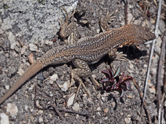 Pedioplanis laticeps