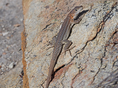 Pedioplanis laticeps