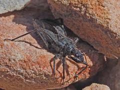 Coranus carbonarius