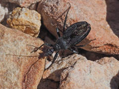 Coranus carbonarius