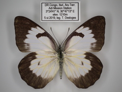 Belenois gidica abyssinica