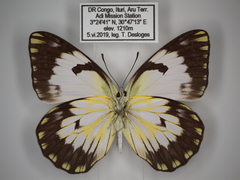 Belenois gidica abyssinica