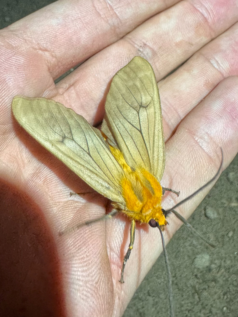 Pseudamastus alsa