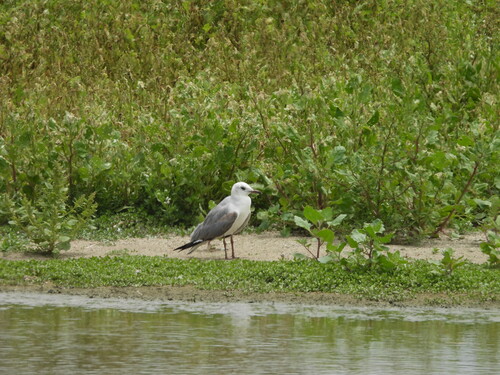 Grey-headed Gull (Chroicocephalus cirrocephalus), photo 6